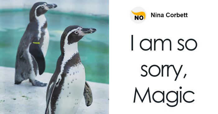 “So Sad”: Famous Gay Penguin’s Partner And Friends Sing At His Heartbreaking Funeral