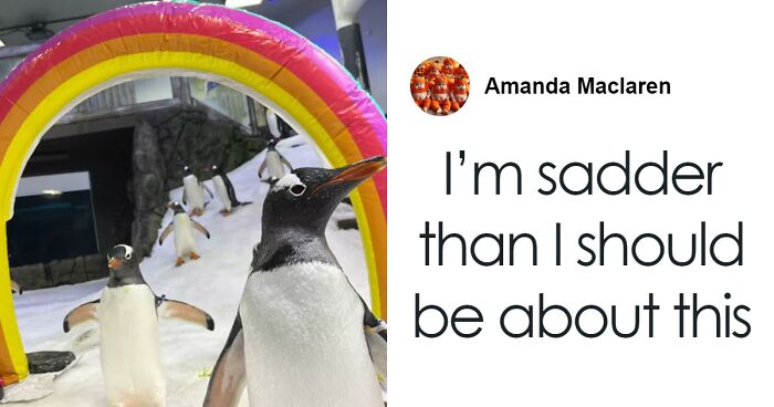 Gentoo Penguin Sings Farewell To Sphen, Leaving Behind His Gay Partner Magic In Tearful Scene