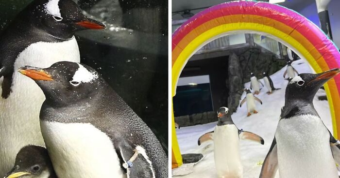 “It’s One In A Million”: Gay Penguin Sphen Passes Away, His Partner Magic Mourns With Colony