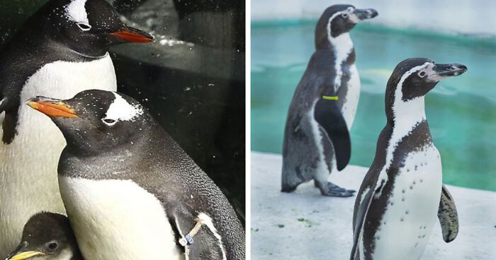 Gentoo Penguins’ Emotional Chorus Marks Passing Of Sphen, Partner To Magic In Gay Pair