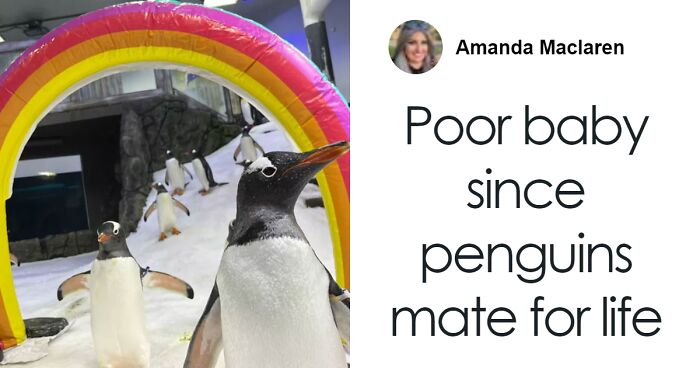 Famous Gay Penguin’s Partner And Friends Sing At His Heartbreaking Funeral