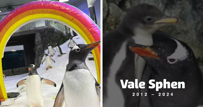 Famous Gay Penguin Sphen Passes Away, Gets “One In A Million” Heartbreaking Farewell