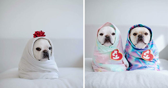 Two French Bulldogs Steal People’s Hearts On The Internet With Their Cozy Burrito Look (21 New Pics)