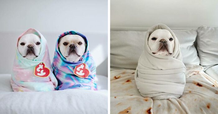 Two French Bulldogs Steal People’s Hearts On The Internet With Their Cozy Burrito Look (21 New Pics)