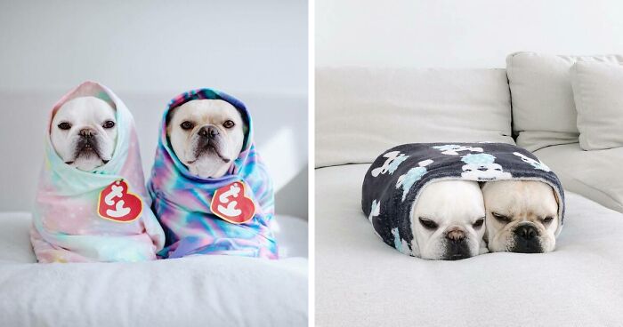 Two French Bulldogs Steal People’s Hearts On The Internet With Their Cozy Burrito Look (21 New Pics)