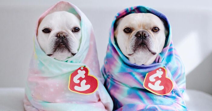 Two French Bulldogs Steal People’s Hearts On The Internet With Their Cozy Burrito Look (21 New Pics)