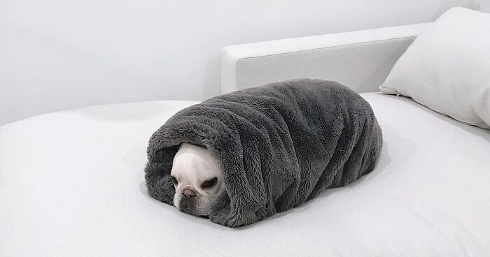 Meet This Adorable Pair Of French Bulldogs Famous For Their Burrito Look (21 New Pics)