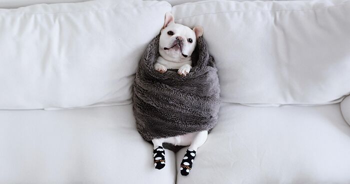 Burrito Twins: 21 Pictures Of Two French Bulldogs Enjoying Being Wrapped In A Blanket