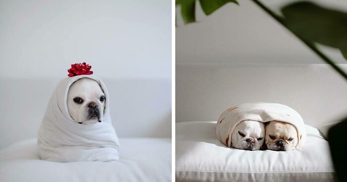 Two French Bulldogs Steal People’s Hearts On The Internet With Their Cozy Burrito Look (21 New Pics)