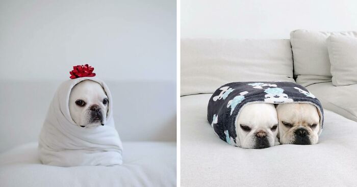 Two French Bulldogs Love To Be Wrapped Up Like Burritos, And They Look Adorable When They Are (21 New Pics)