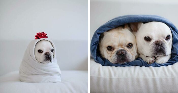 Two French Bulldogs Steal People’s Hearts On The Internet With Their Cozy Burrito Look (21 New Pics)