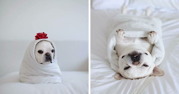 Two French Bulldogs Steal People’s Hearts On The Internet With Their Cozy Burrito Look (21 New Pics)