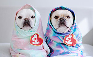 Two French Bulldogs Steal People’s Hearts On The Internet With Their Cozy Burrito Look (21 New Pics)