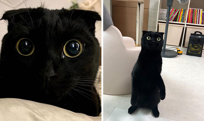 Say Hello To MeonJi, The Black Cat Whose Adorable Pics Are Spreading Joy (22 New Pics)