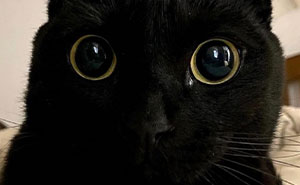 This Black Cat Is So Adorable And Quirky He’s Taking Over Instagram (22 New Pics)