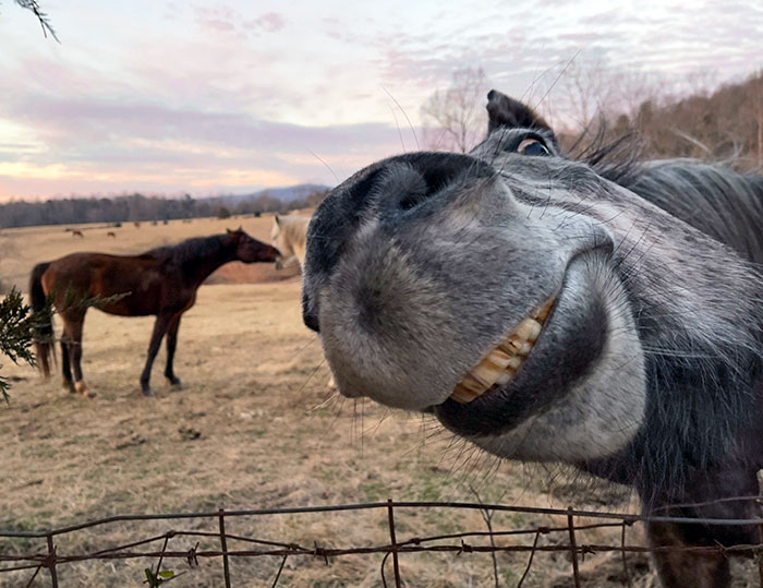 Horse Looks Like A Donkey From Shrek