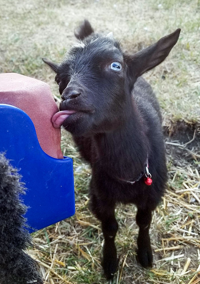 My Silly Goat