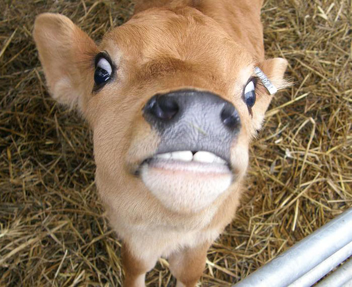 So My Friend Thinks Cows Are Cute. What Do You All Think?