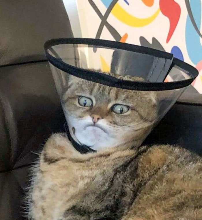 This Poor Cat In A Cone