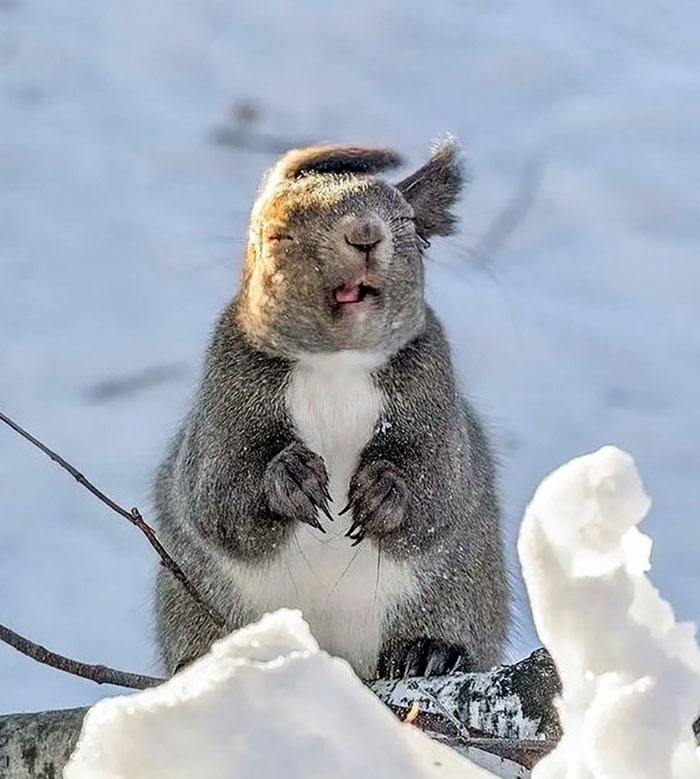 Squirrel In The Winter Wind