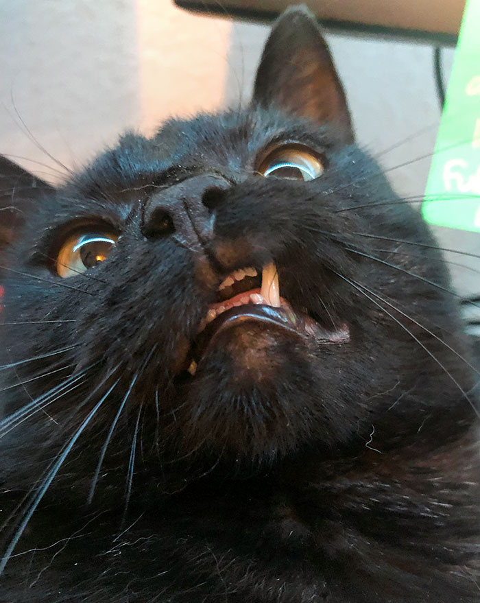 Our Cat Gets His Fang Stuck On His Lip Sometimes, And My Girlfriend Took The Perfect Photo