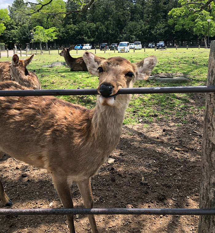 Silly Deer In Nara, Japan