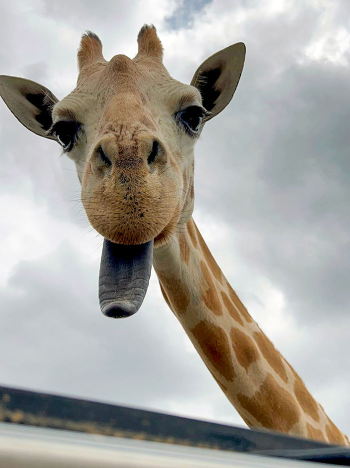 Today, I Met The Derpiest Giraffe