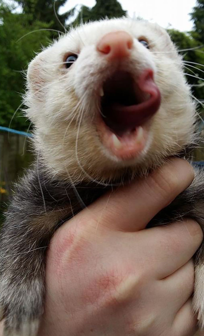 This Is What Happens When You Tickle A Ferret