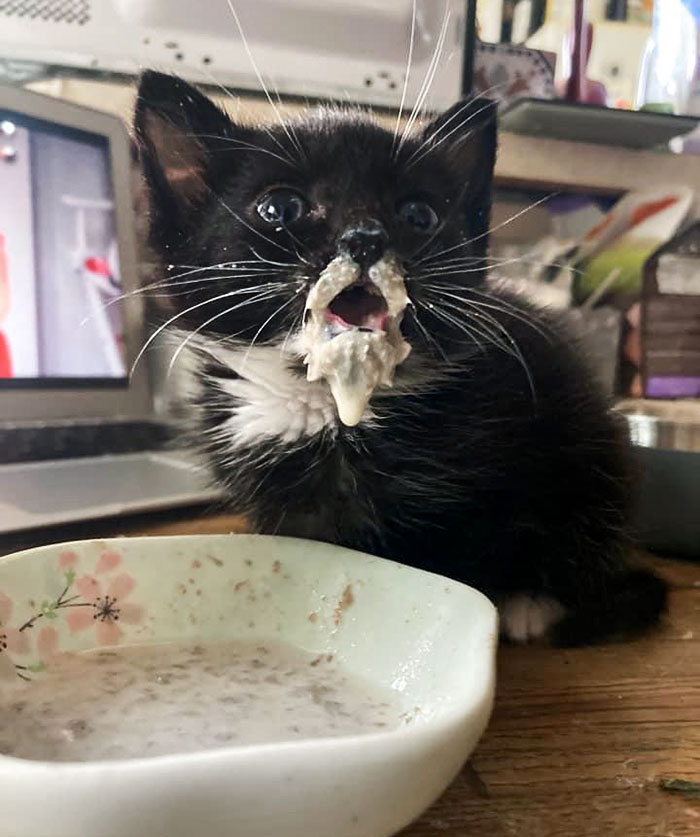 My New Kitten Has Seen The Light Of God, And It Is Milk