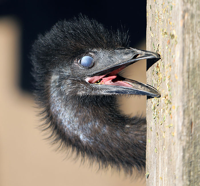 Snapped This Picture Of An Emu Being A Weirdo Right Before He Tried To Eat My Camera Bag