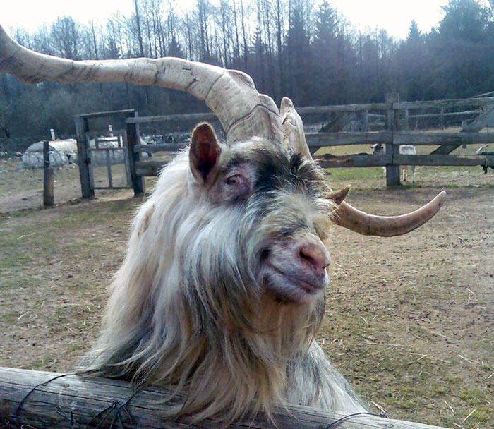 Ridiculously Photogenic Goat