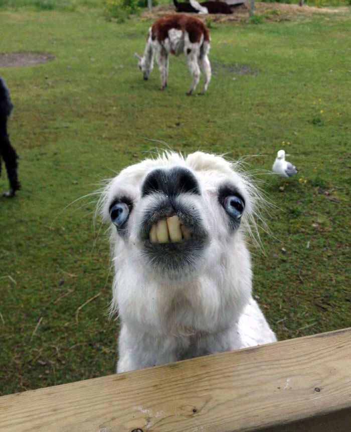 Watch Out! Here Comes A Llama Derp