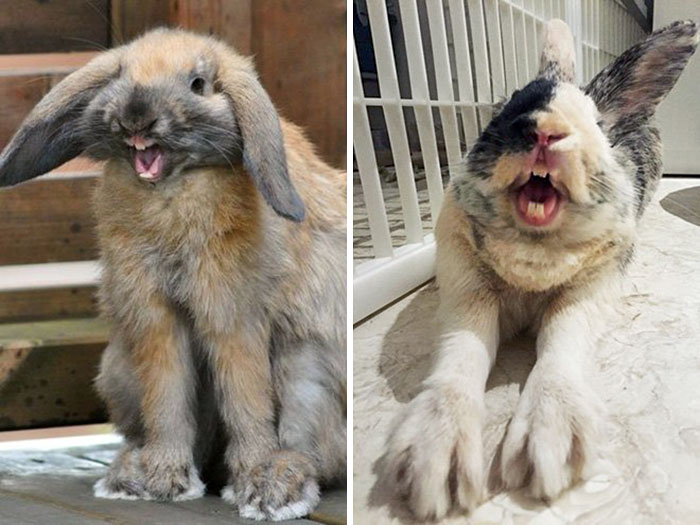 Yawning Rabbits Scare Me