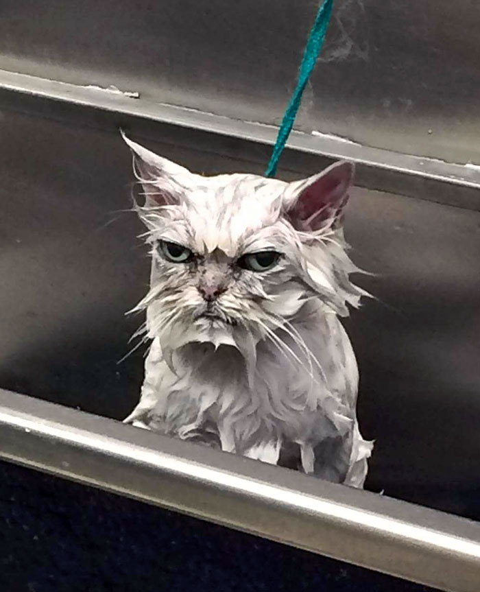 My Friend Is A Pet Groomer And Had A Very Angry Customer