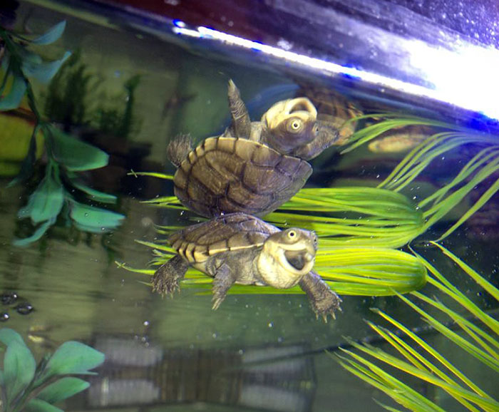 My Friend's Turtles Are Super Happy