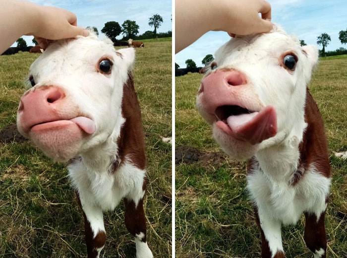 This Calf Had Quite The Reaction To Me Petting Her