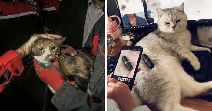 “Kitties Working Hard And Hardly Working”: 75 Hilarious Photos Of Cats With Jobs (New Pics)