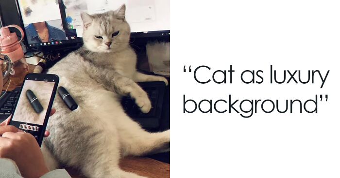 75 Hardworking Cats That Very Much Deserve A Promotion (New Pics)