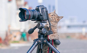 “Cats With Jobs”: 50 Hardworking Cats Who Deserve A Day Off (New Pics)