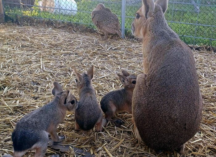 Proud Mama! Sarra With Her Triplets. She Gave Birth To Earlier Today