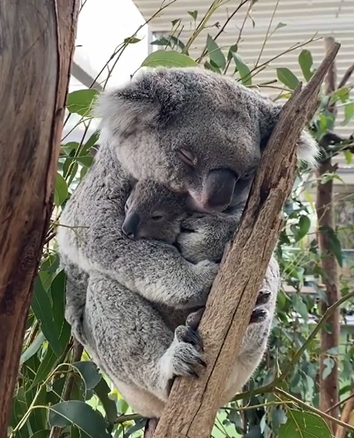 A Sleepy Koala Napping With Her Joey