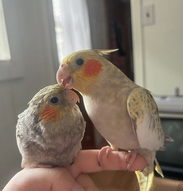 Baby And Mommy Bird