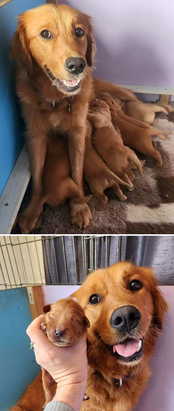 Proud Mum (Nova) And Her Precious Puppies