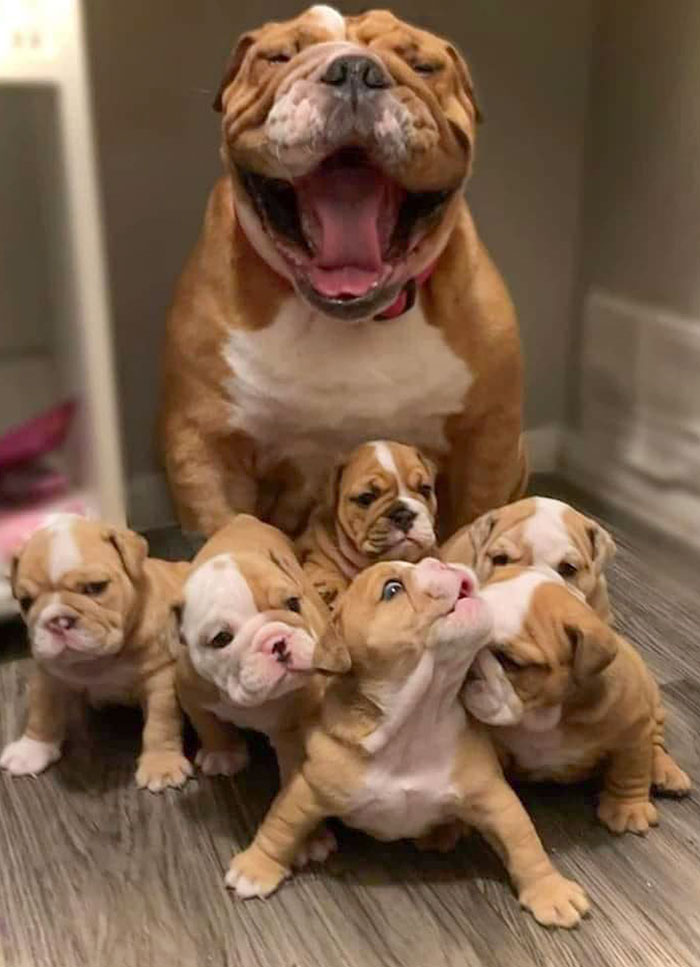 Happy Mom With Her Puppies