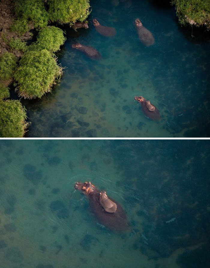 This Baby Hippo Has A Very Supportive Mom