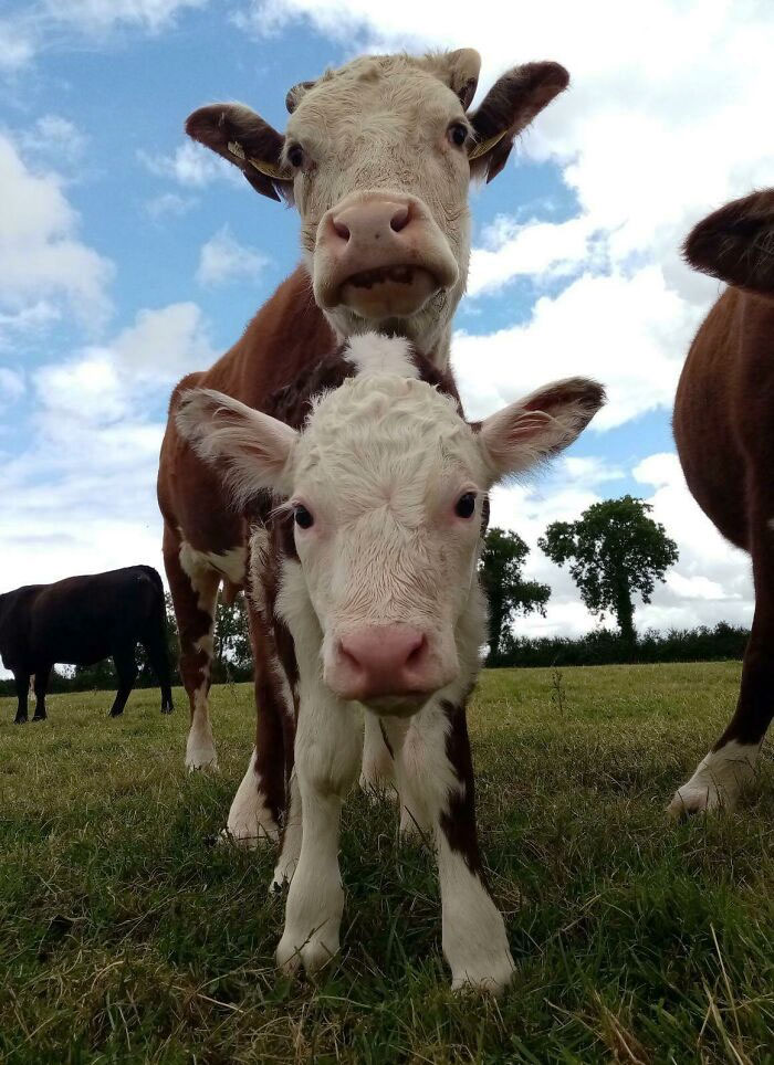 I Really Like This Picture I Took Of A Calf With Her Mom