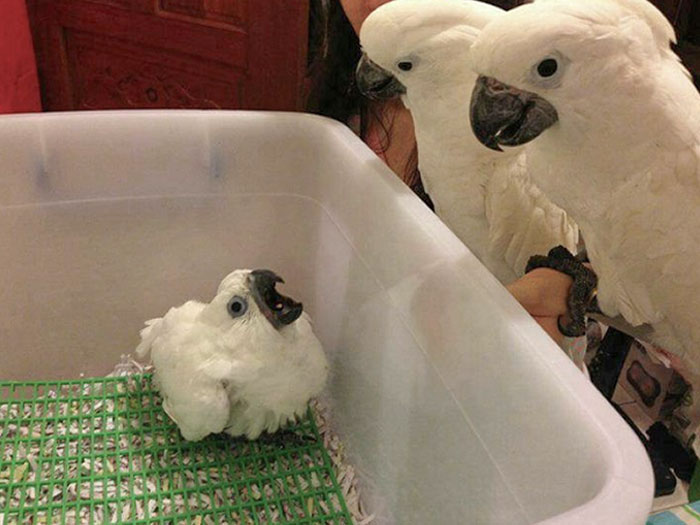 Happy Parents And Their Screaming Ball Of Feathers