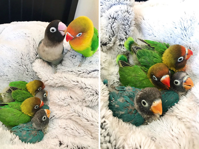 Kiwi And His Goth Wife Have Four Beautiful Half-Goth Babies