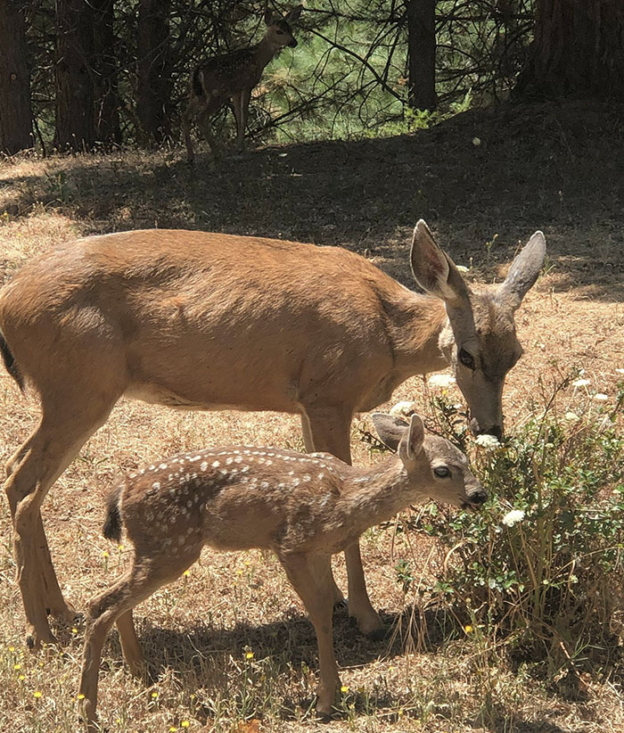 Mother And Baby Deer Outside My Window