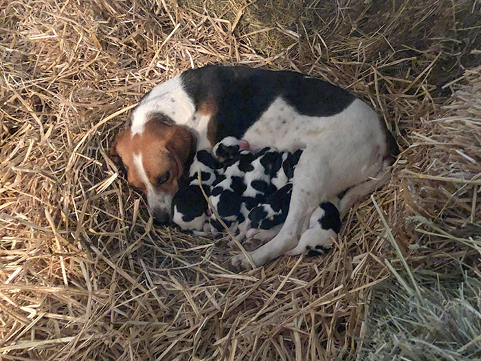  Meet A New Mother Of 9 Baby Cows